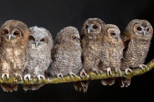 group of owls