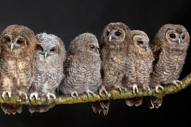 bmc-group-of-owls1.jpg